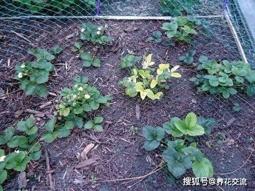 菱角种子如何进行播种和培育，才能确保菱角健康成长