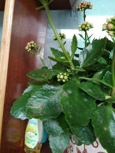 长寿花叶子软了是缺水还是病虫害