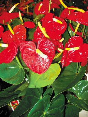 红掌花，热带观赏花卉