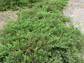 沙地柏的土壤大揭秘