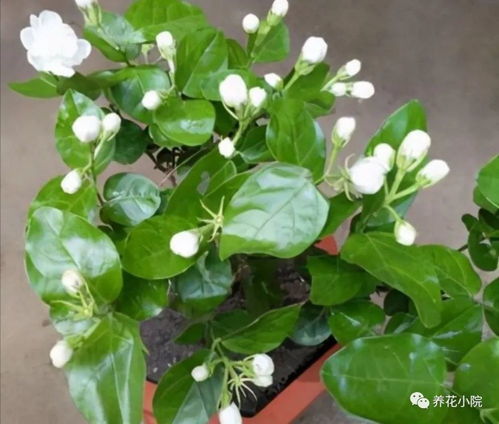 碧玉花夏天休眠，浇水频率是多久一次