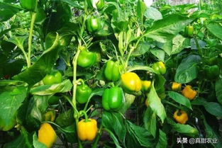 揭秘高产秘诀：如何高效种植甜椒？