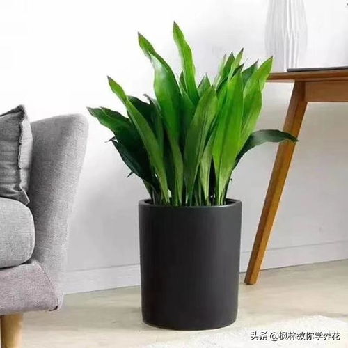 三、 红豆杉：长寿的象征