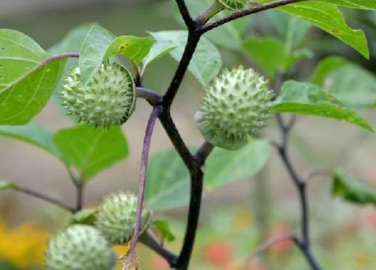 曼陀罗的别名大揭秘