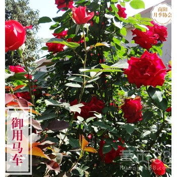 南阳月季：品质非凡， 独树一帜