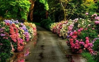 城市绿化带：野生植物园