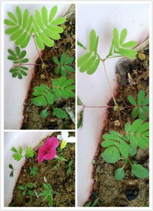 花草情缘， 女性独钟的绿色秘密