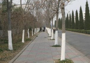 树木涂白的神奇魔法