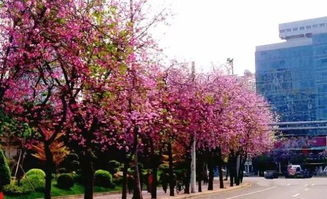 春天南方盛开的花朵