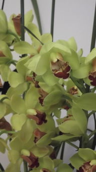 送父亲的花选什么好？这几种花老爸看了都喜欢