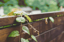 特殊环境，特殊植物