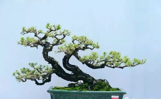 中国十大盆景品种大盘点