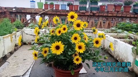 光辉岁月向日葵如何种植？需要注意哪些养护细节