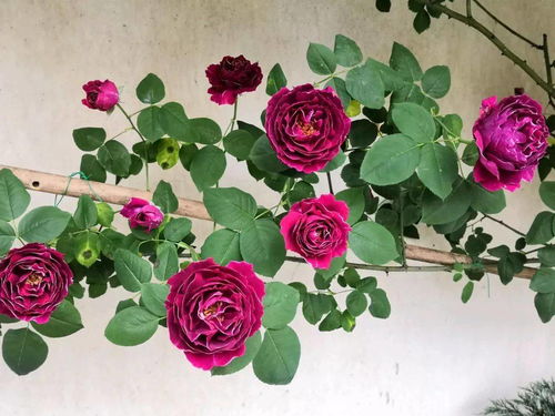 虞美人：花期长， 美观大方