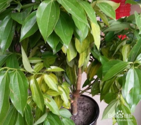 解决方法二：增加光照