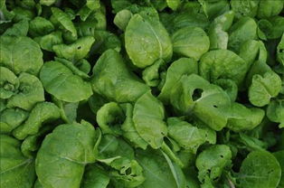 2、 草木灰杀虫法