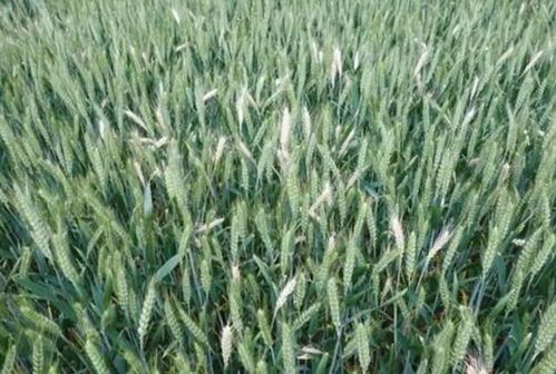 小麦长穗后期防治病虫害小窍门大揭秘那个！