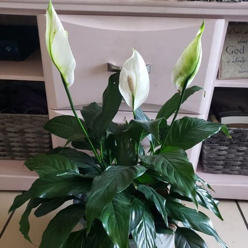 白掌的花语， 本站是提供个人知识管理的网络存储空间