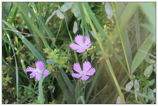 下次遇见草原上的野花