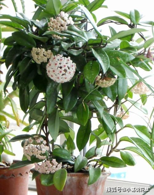 爬柏草的药用价值