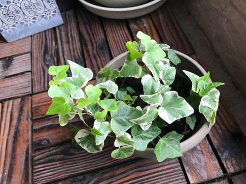 第四步：准备土壤