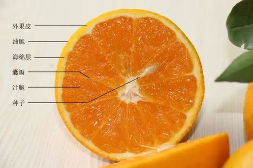 农药在橘子皮上残留的时间