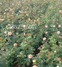 清理杂草落叶：保持月季生长环境的清洁