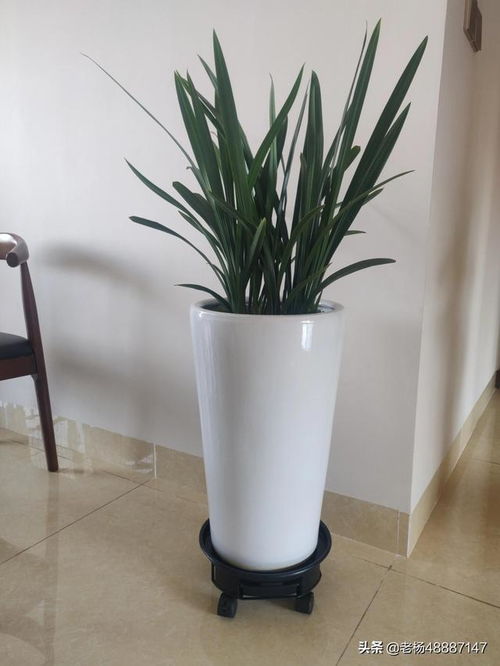 室内种植墨兰花需要注意哪些技巧，才能让我的家充满生机