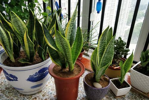 盆栽施肥，让植物茂盛的秘诀来啦！