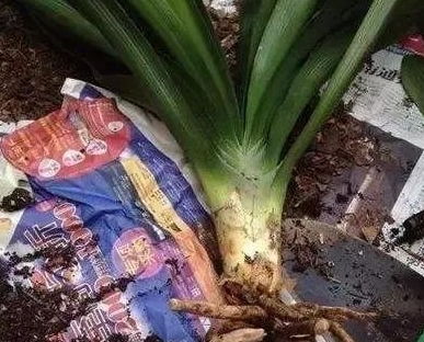 君子兰烂根后如何消毒拆分