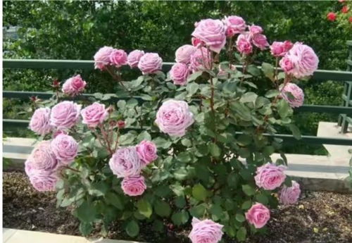 月季花开，美得像假的一样