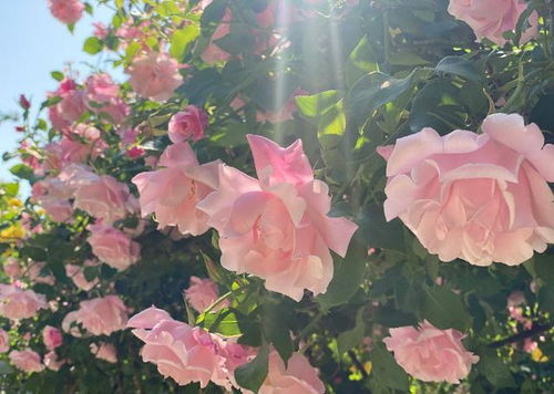 想要高颜值的？六倍利必须拥有姓名