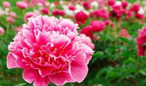 木本花卉家族：月季、玫瑰、牡丹、兰花