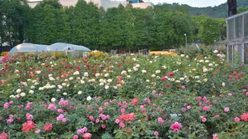 月季的育种之路