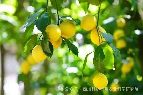 柠檬嫁接的最佳时间是什么时候？不同品种的柠檬嫁接时机有差异吗