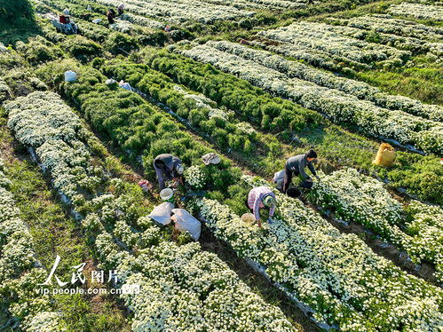 播种时间与种植密度