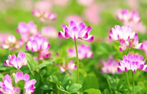 紫云英的种植与管理