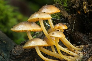 《蘑菇的种植方法与技巧》中，如何避免蘑菇种植过程中常见的病虫害问题？