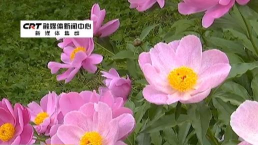 小麦花：真正的短命冠军