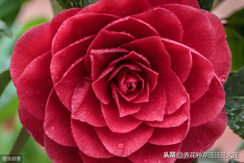 种植技巧小贴士