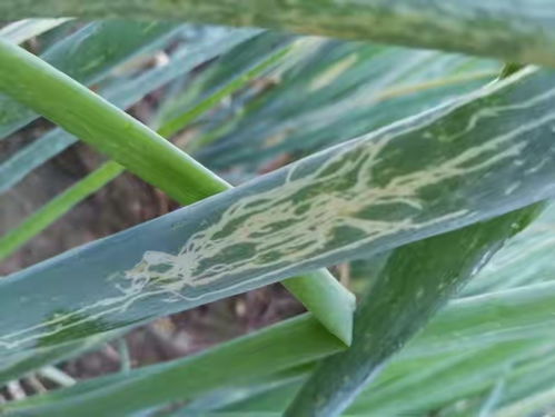 哪些品种对时间蕞敏感？