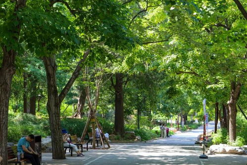 采元宝枫种子，得讲究时机