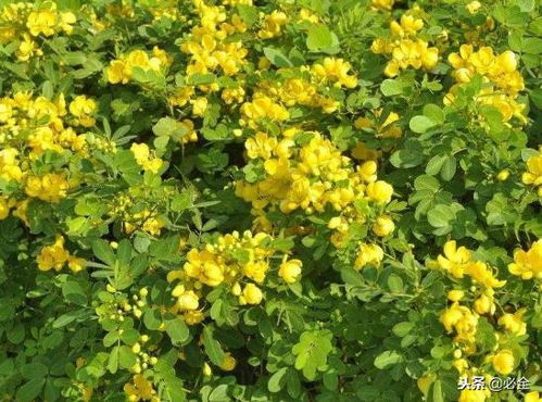 元参：抗盐碱， 抗旱，是个坚强的小伙子