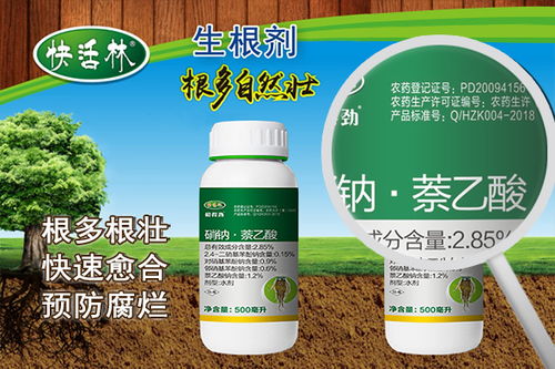 树木移栽时如何自制生根剂？使用方法和用量是多少？