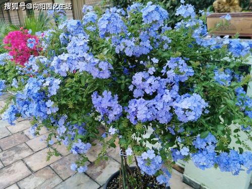 蓝雪花喜阴偏酸，爆款花卉，养植必备！