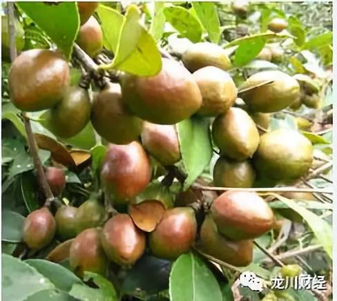 油茶树首选“湘林油茶”