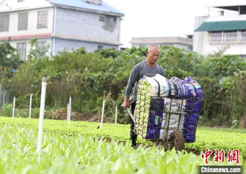 生菜：四季常青， 11月正好