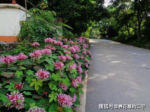 米兰开花后，如何进行科学护理