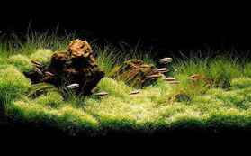 孔雀鱼伴侣：鱼缸水草种植指南