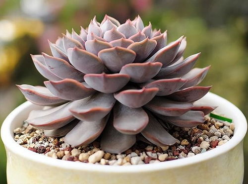 千佛手开花寓意吉祥吗？那绚烂的花朵